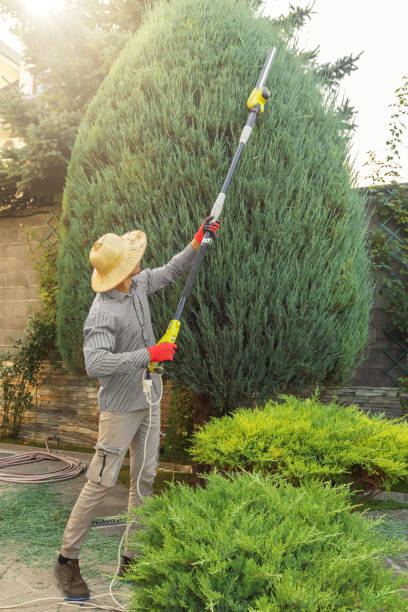 Best Tree Preservation Services  in Winchester, NV